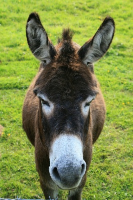 Poker Donkeys